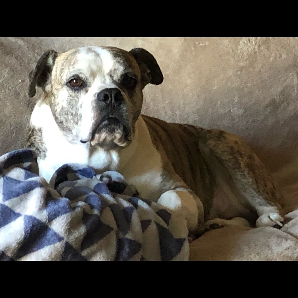 Meet your Posher, Debbie